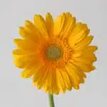 Gerbera Panama (Bulk DIY)