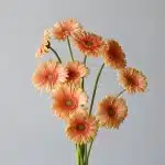 Gerbera Pre-Extase (Bulk DIY)