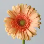 Gerbera Pre-Extase (Bulk DIY)