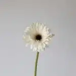 Gerbera Piano (Bulk DIY)