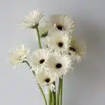 Gerbera Piano (Bulk DIY)