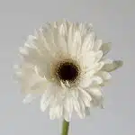 Gerbera Piano (Bulk DIY)