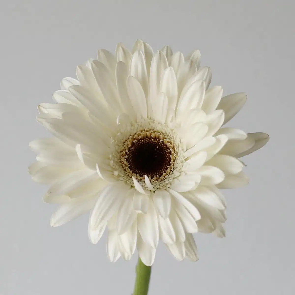 Gerbera Piano Bulk DIY Montreal - LE Bouquet