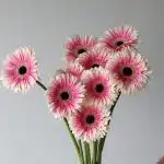 Gerberas Prelude - en vrac 