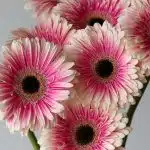 Gerberas Prelude - en vrac 