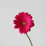 Gerberas Rihanna - en vrac