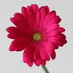 Gerberas Rihanna - en vrac