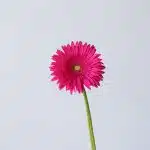 Gerbera Riley (Bulk DIY)