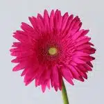 Gerbera Riley (Bulk DIY)