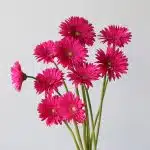 Gerbera Riley (Bulk DIY)