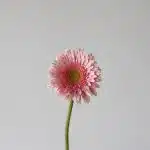 Gerbera Romella (Bulk DIY)