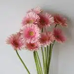 Gerbera Romella (Bulk DIY)