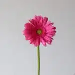 Gerbera Samara (Bulk DIY)