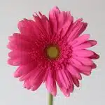 Gerbera Samara (Bulk DIY)