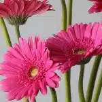 Gerbera Samara (Bulk DIY)