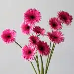Gerbera Spin-Off  (Bulk DIY)