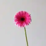 Gerbera Spin-Off  (Bulk DIY)