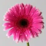 Gerbera Spin-Off  (Bulk DIY)