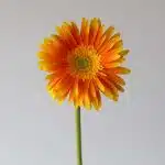 Gerbera Souvenir (Bulk DIY)