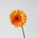 Gerbera Spotlight (Bulk DIY)