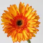 Gerbera Spotlight (Bulk DIY)