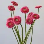 Gerpoms Cupid (Bulk DIY)