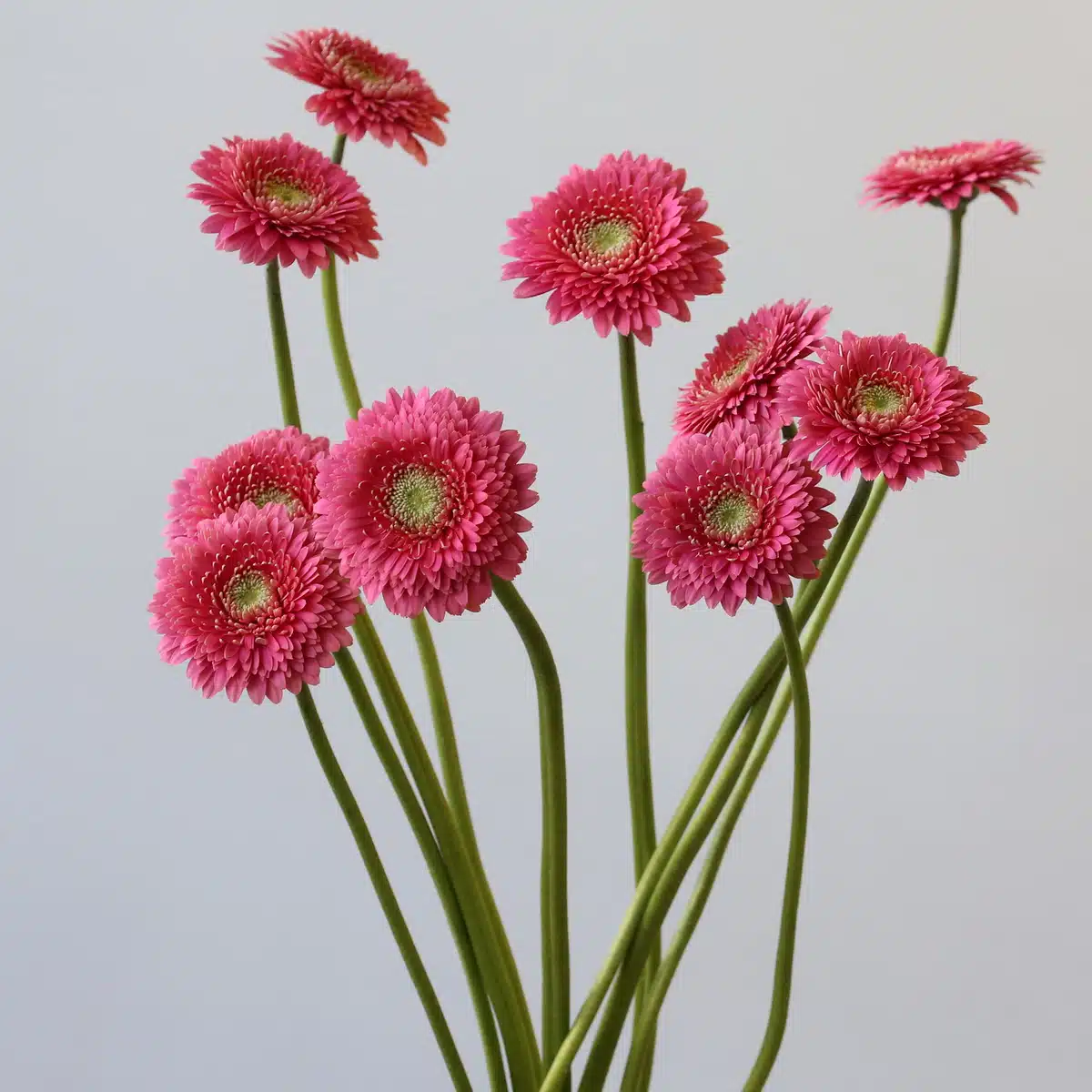 Gerpoms Cupid (Bulk DIY)