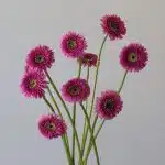 Gerpoms Pluck (Bulk DIY)