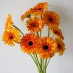 Gerbera Spotlight (Bulk DIY)