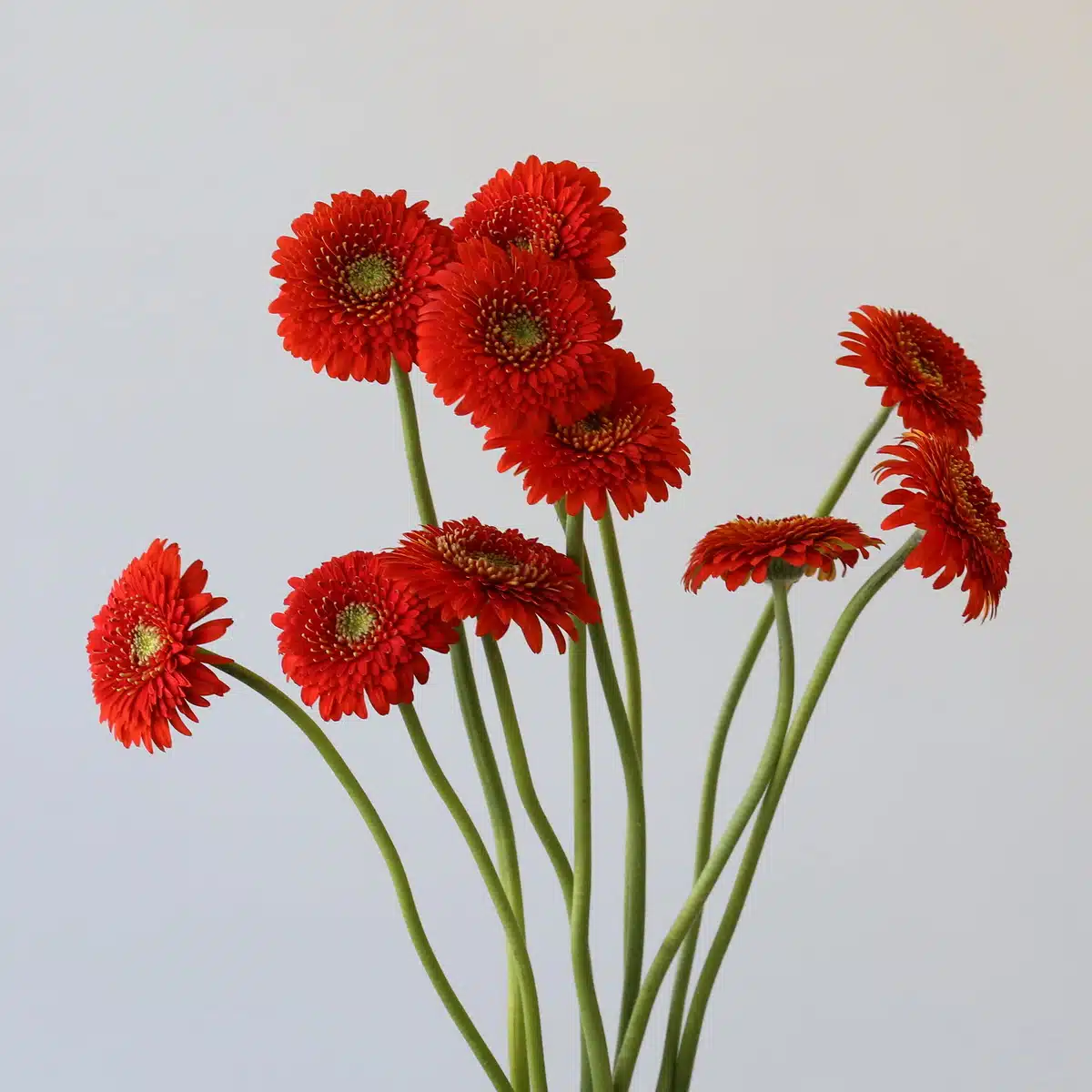 Gerpoms Fozzie (Bulk DIY)