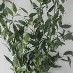 Italian Ruscus Long (Bulk DIY)