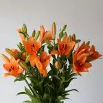 Orange LA Asiatic Lily