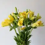 Yellow LA Asiatic Lily