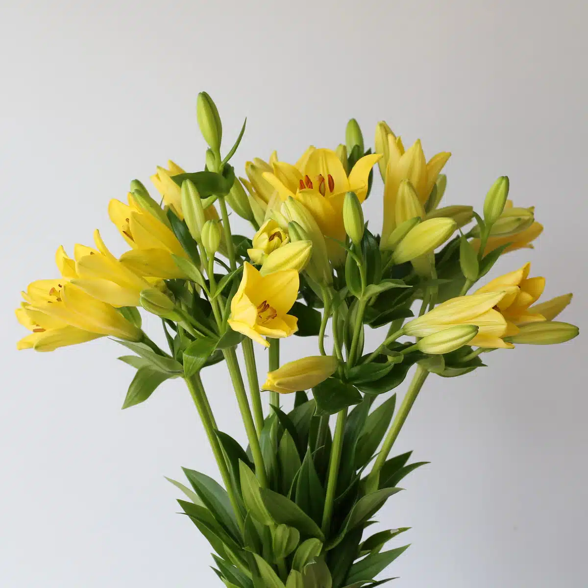 Yellow LA Asiatic Lily