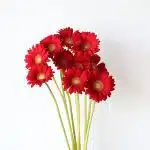 Mini Gerbera Choiz (Bulk DIY)
