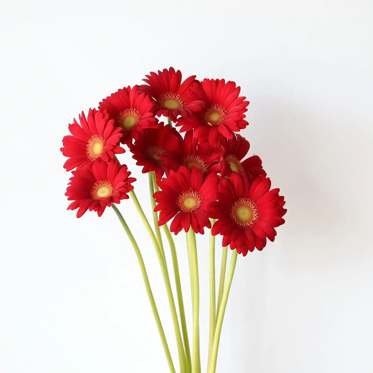 Mini Gerbera Choiz (Bulk DIY)