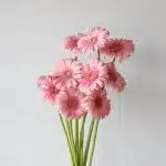 Mini Gerbera Bellita (Bulk DIY)