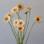 Mini Gerbera Cafe Peach (Bulk DIY)
