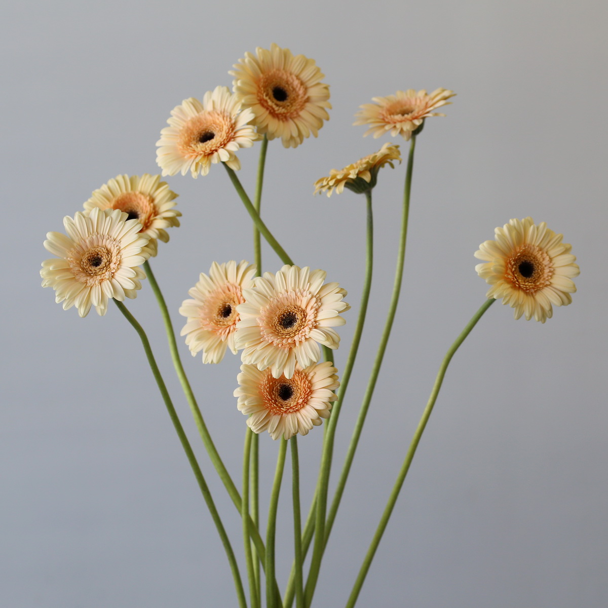 Mini Gerbera Cafe Peach (Bulk DIY)