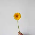 Mini Gerbera Illios (Bulk DIY)