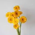 Mini Gerbera Illios (Bulk DIY)