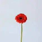 Mini Gerbera Jordy  (Bulk DIY)