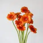 Mini Gerbera Max (Bulk DIY)