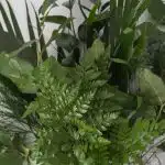 Mixed Standard Greens Bouquet