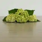 Mini Green Hydrangea