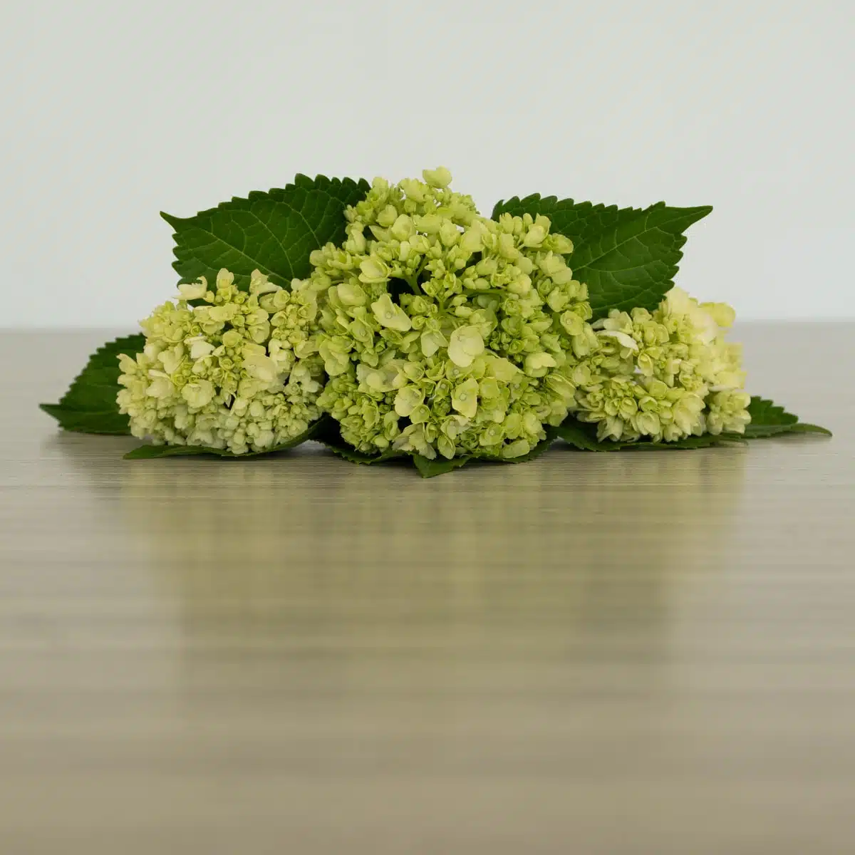 Mini Green Hydrangea