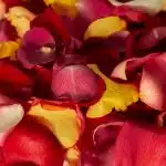 Rose Petals