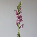 Snapdragon Lavendar  (Bulk DIY)