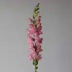 Muflier rose pale - en vrac