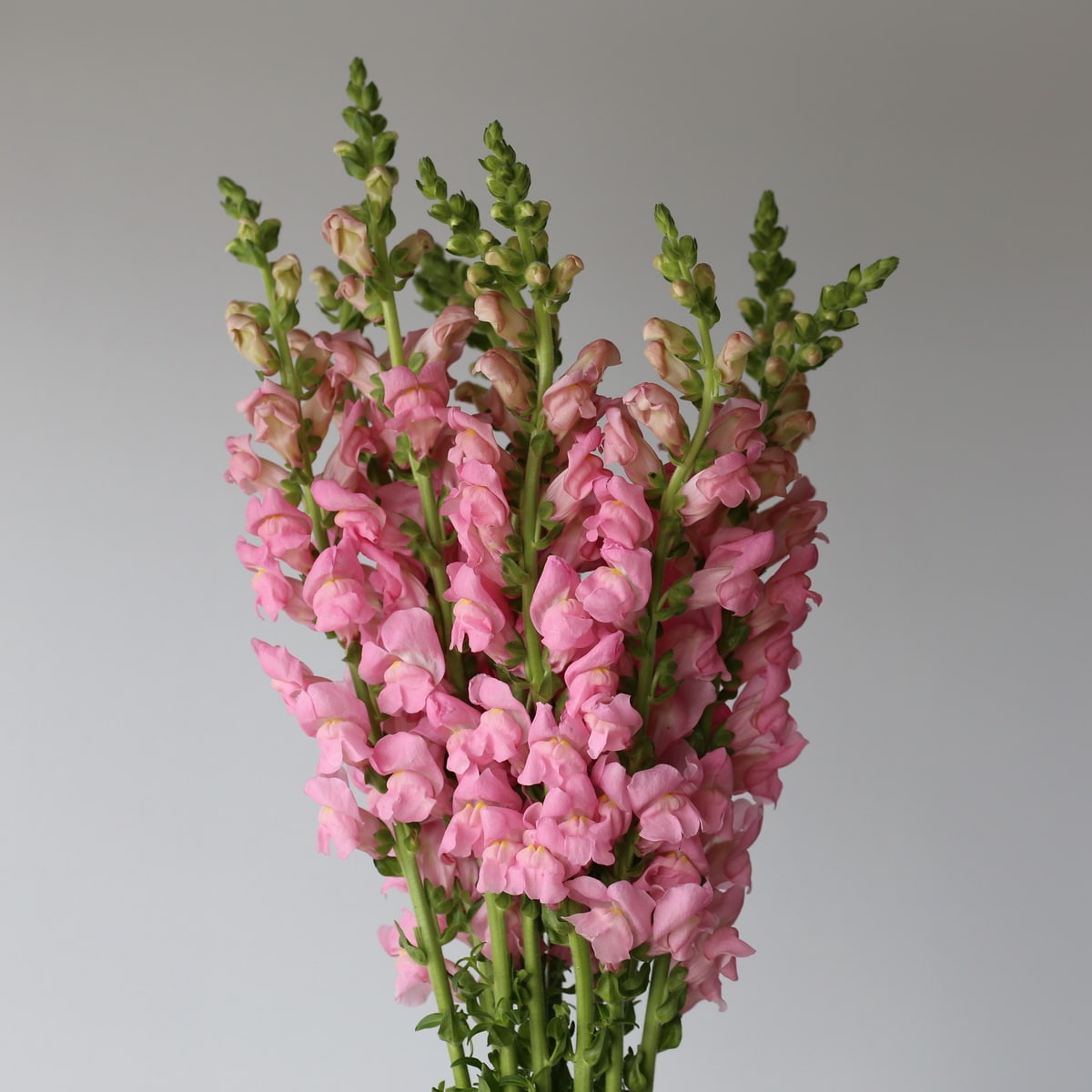 Snapdragon light pink Bulk DIY Montreal - Le Bouquet